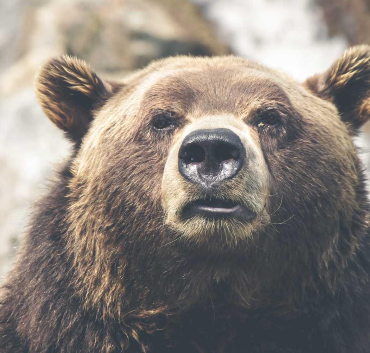 洛奇：广州建筑版权注册代理公司